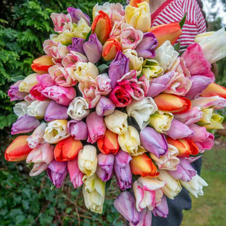 Pastel Breeze Tulip Mixture