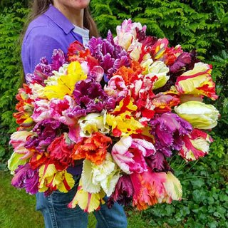 Petal Plumage Parrot Tulip Mixture
