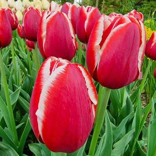Candy Apple Tulip