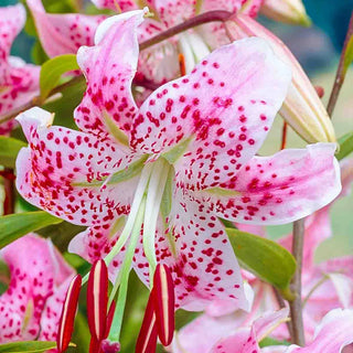 Uchida Lily