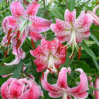 Uchida Lily