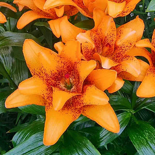 Double Love Lily