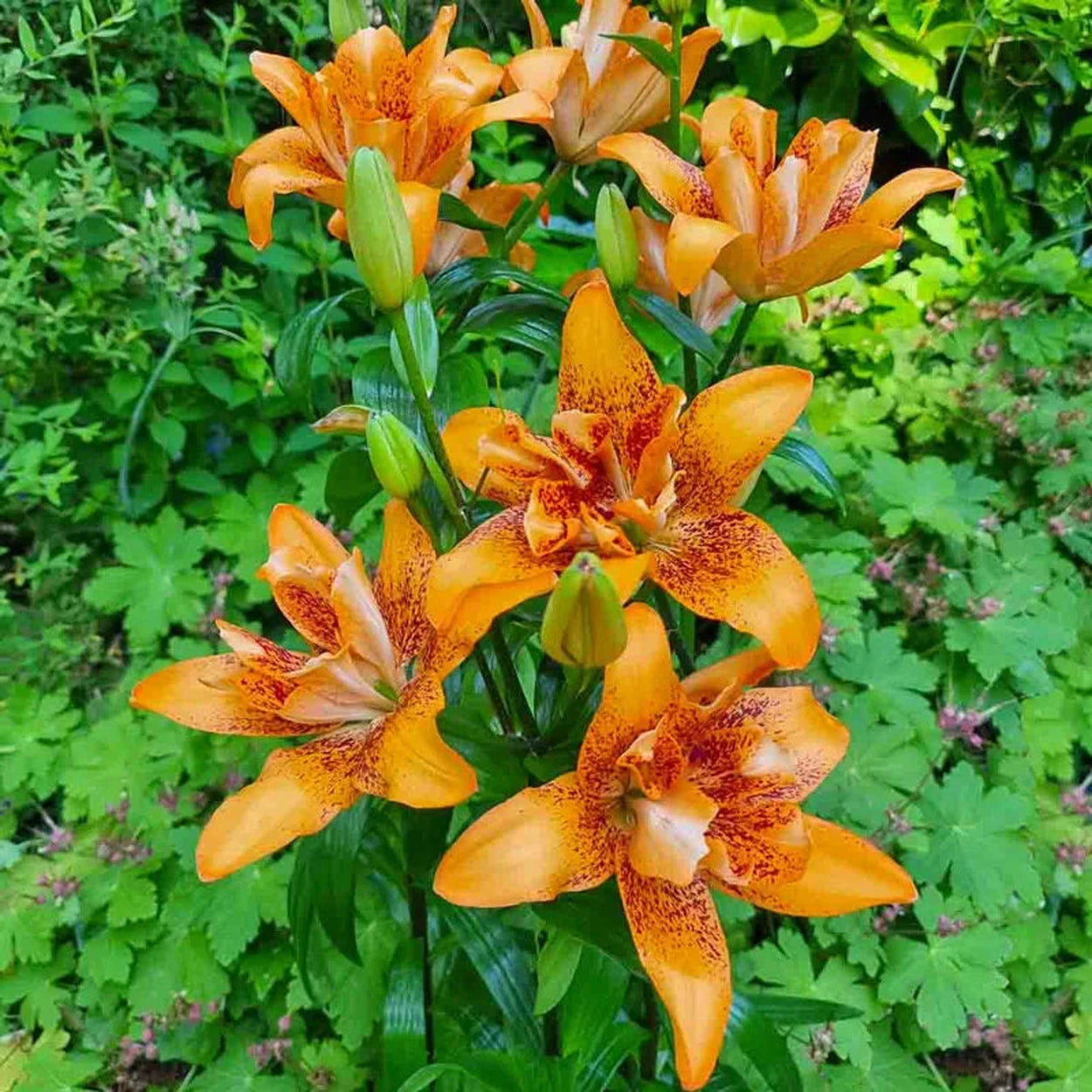 brecks asiatic lilies Double Love Lily – Breck's