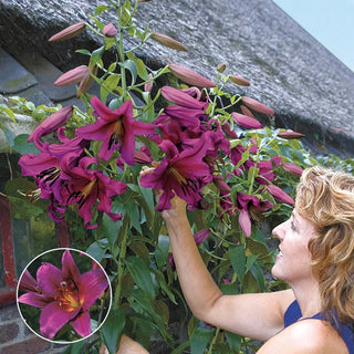 Sunrise Summit Lily Tree® Collection