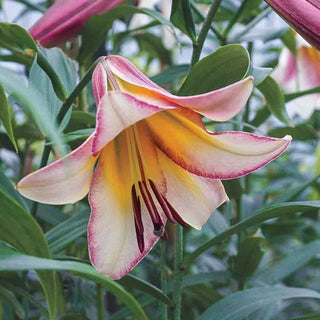 Sunrise Summit Lily Tree® Collection