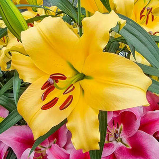 Sunrise Summit Lily Tree® Collection