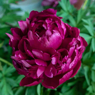 Peter Brand Peony