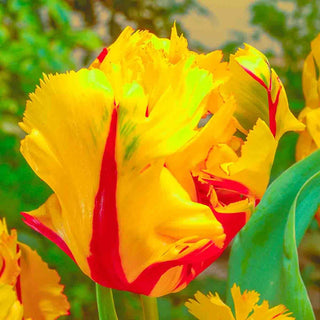 Texas Flame Tulip