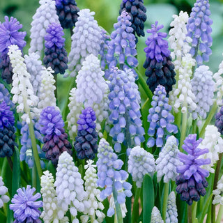 Grape Hyacinth Mixture
