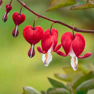 Valentine® Old-Fashioned Bleeding Heart