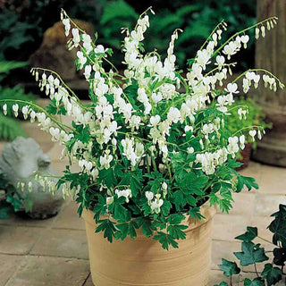 White Old-Fashioned Bleeding Heart