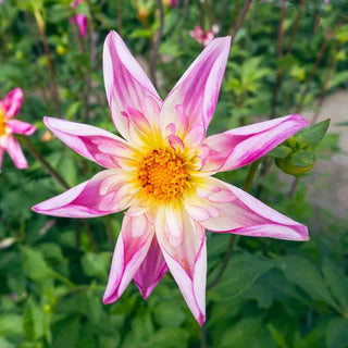 Fancy Pants Dahlia