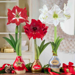Holiday Greetings Waxed Amaryllis