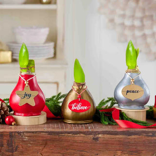 Holiday Greetings Waxed Amaryllis