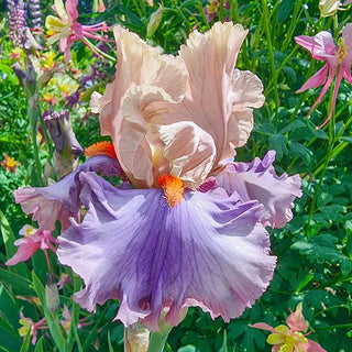 Mayfair Melody Reblooming Bearded Iris