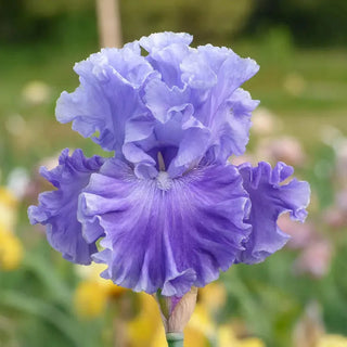 Family Pride Bearded Iris
