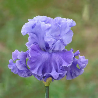 Family Pride Bearded Iris
