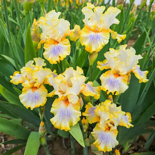 Just My Imagination Bearded Iris