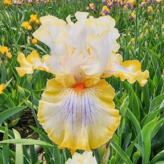 Just My Imagination Bearded Iris