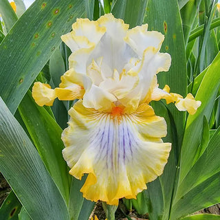 Just My Imagination Bearded Iris