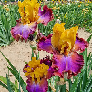 High Voltage Bearded Iris