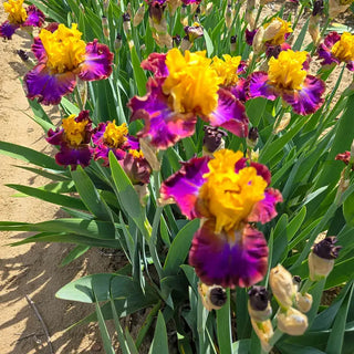 High Voltage Bearded Iris