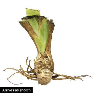 High Voltage Bearded Iris