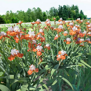 Pumpkin Pie Ala Mode Bearded Iris