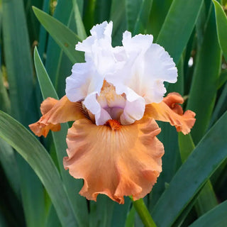 Pumpkin Pie Ala Mode Bearded Iris