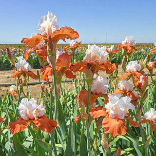 Pumpkin Pie Ala Mode Bearded Iris