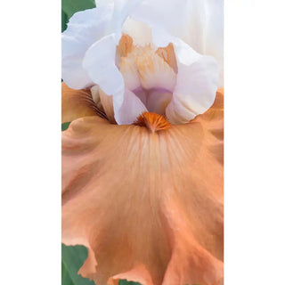 Pumpkin Pie Ala Mode Bearded Iris
