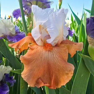 Pumpkin Pie Ala Mode Bearded Iris