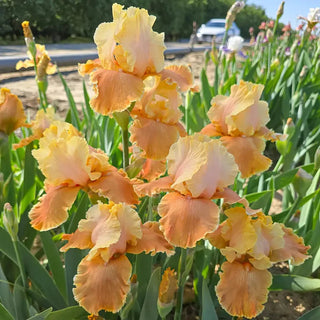 Caramel Latte Reblooming Bearded Iris
