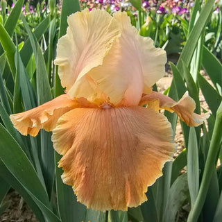Caramel Latte Reblooming Bearded Iris