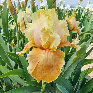 Caramel Latte Reblooming Bearded Iris