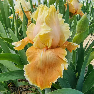 Caramel Latte Reblooming Bearded Iris