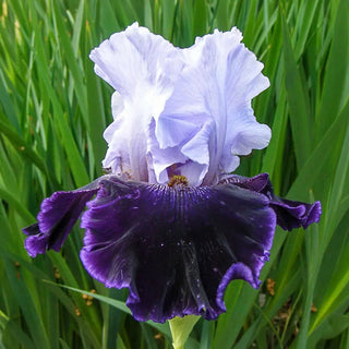 Aleutian Islands Reblooming Bearded Iris
