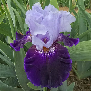 Aleutian Islands Reblooming Bearded Iris
