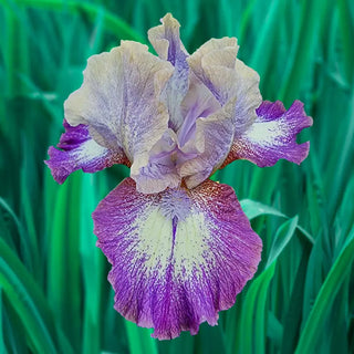 Pathway Bearded Iris