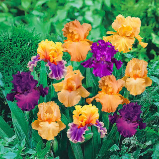 Twilight Splendour Bearded Iris Mixture