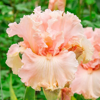 In Love Again Bearded Iris