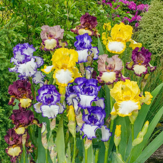 Plicata Bearded Iris Mixture