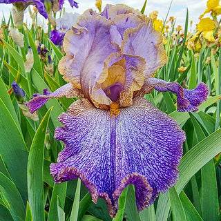 Make a Splash Bearded Iris