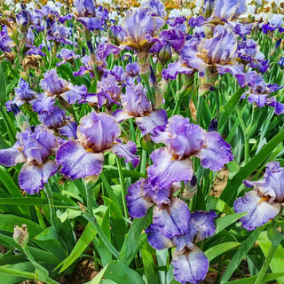 Make a Splash Bearded Iris