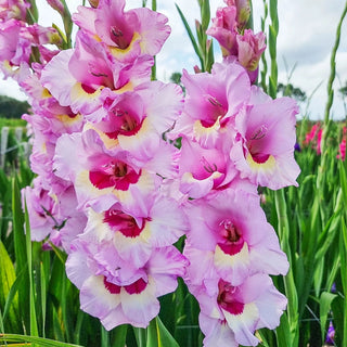 Zamora Gladiolus