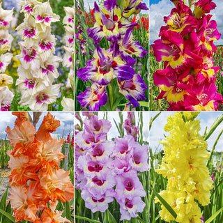 Festival of Colours Gladiolus Collection