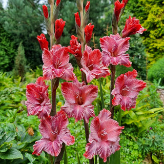 Strawberry Swirl Gladiolus