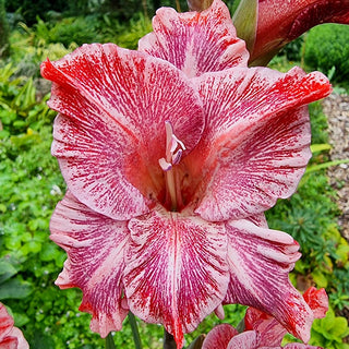 Strawberry Swirl Gladiolus
