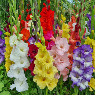 2 Months of Gladiolus Mixture