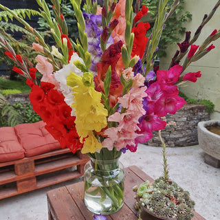 2 Months of Gladiolus Mixture